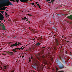 Acer palmatum Inaba-shidare Japanese Maple