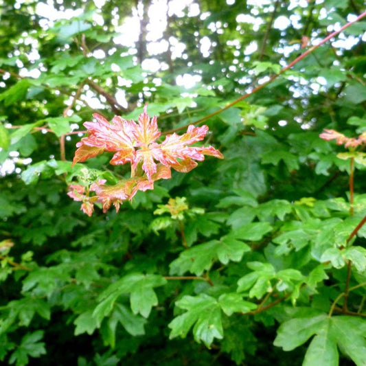 Acer campestre Field Maple tree