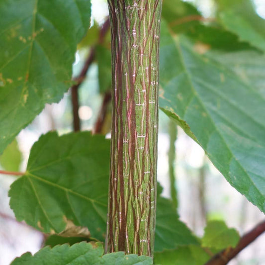 Snake pattern on bark of Acer davidii 'George Forrest'