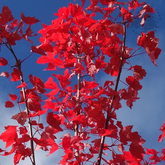 Acer rubrum 'Sun Valley' red maple leaves