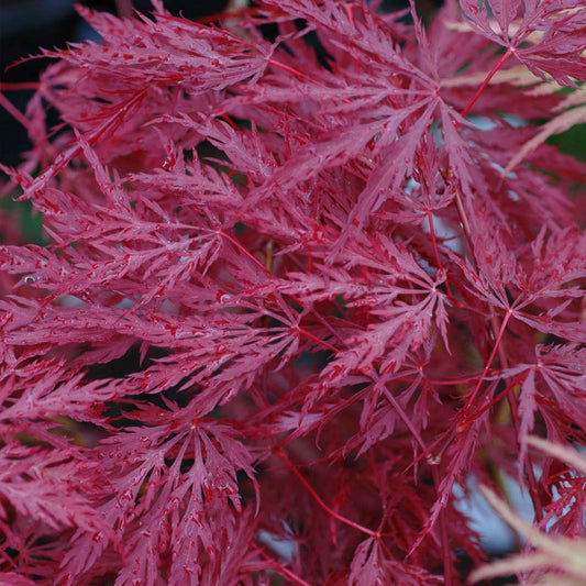 Acer palmatum 'Inaba-shidare' Japanese Maple
