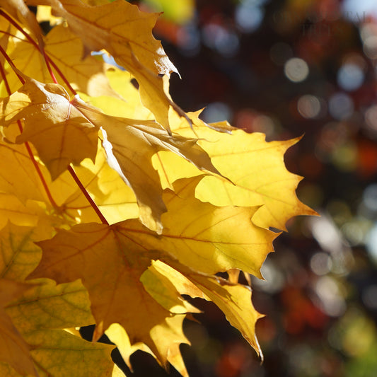 Acer platanoides Princeton Gold Tree