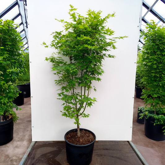 Acer palmatum 'Aureum' Golden Japanese Maple