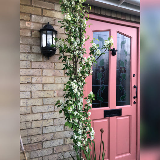 Amelanchier alnifolia Obelisk tree