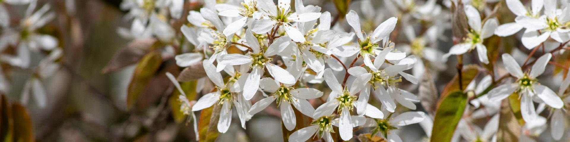 Amelanchier flowers banner