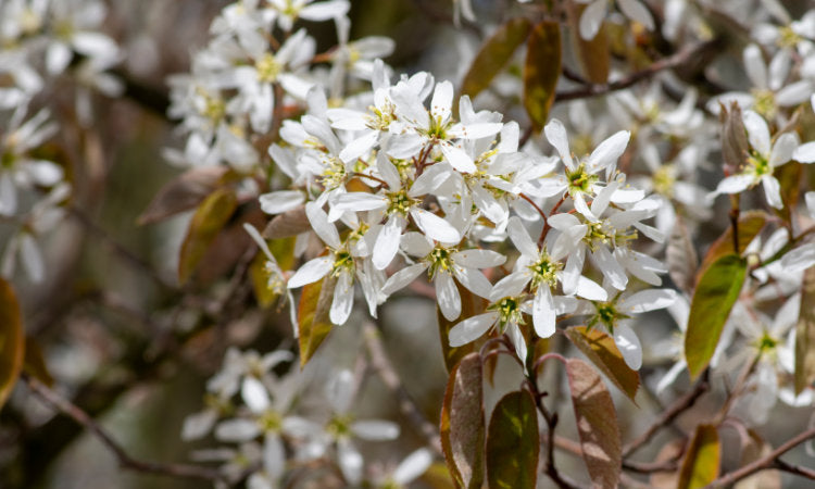 Amelanchier flowers