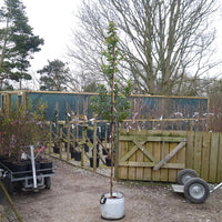 Arbutus Unedo 6-8cm girth