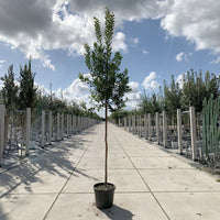 Arbutus Unedo 8-10cm girth