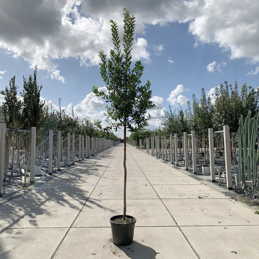 Arbutus Unedo 8-10cm girth