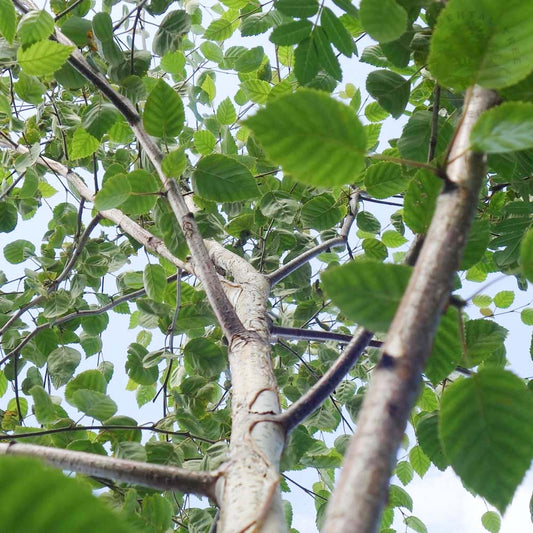 Betula utilis jacquemontii 'Jermyns' Birch