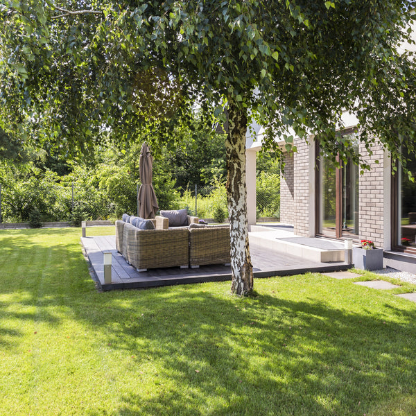 Mature Birch tree in garden