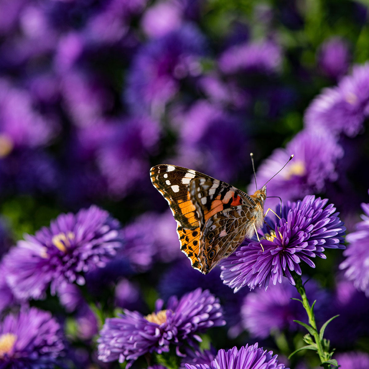 Wildlife Garden Bundle Builder