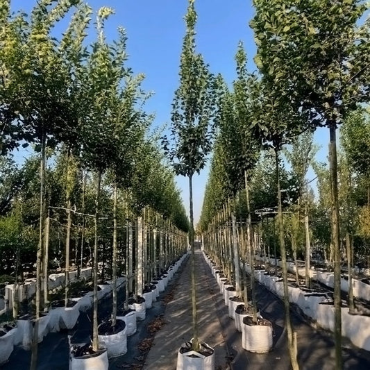 Carpinus betulus 'Lucas' Hornbeam