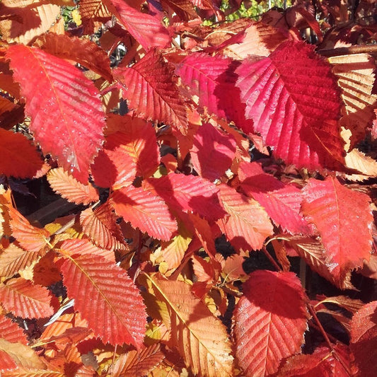 Carpinus betulus 'Rockhampton Red' Hornbeam