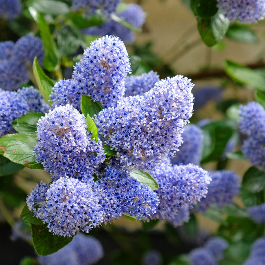 Ceanothus 'Trewithen Blue' Californian Lilac