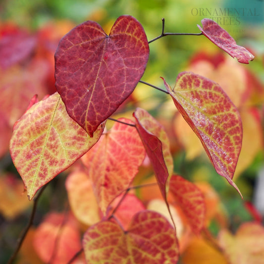 Cercis canadensis 'Eternal Flame'