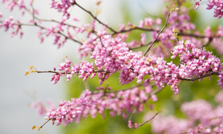 Pink flowering Cercis