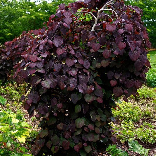 Cercis Ruby Falls weeping tree in leaf