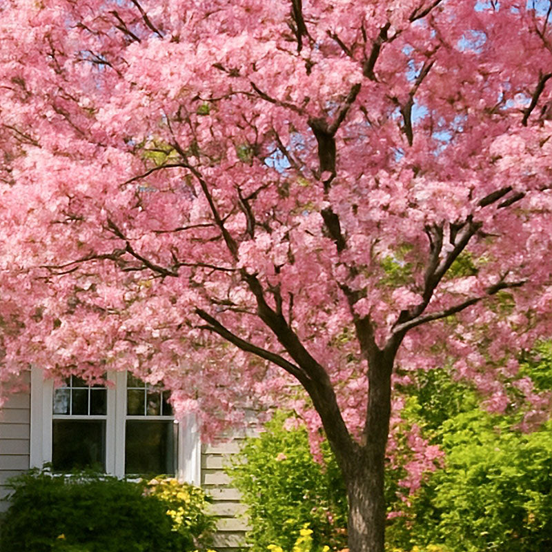 Mature cherry blossom tree in garden