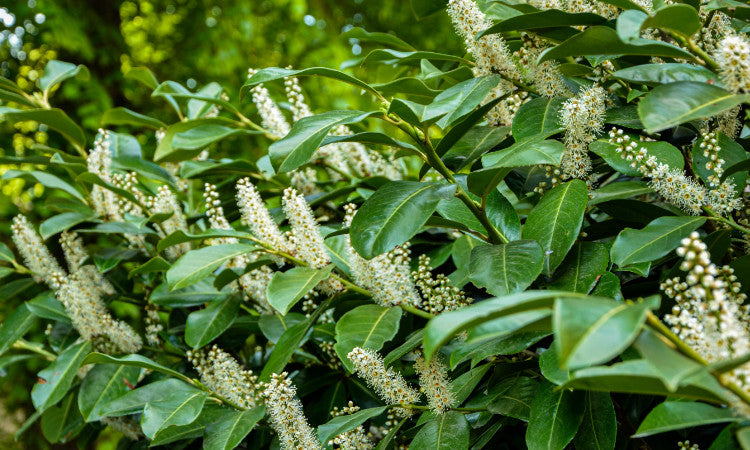 Cherry Laurel tree with flowers