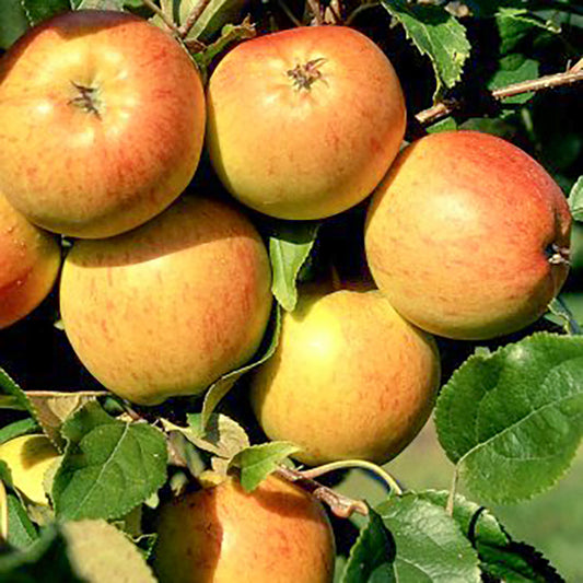 Christmas Pippin Apple tree