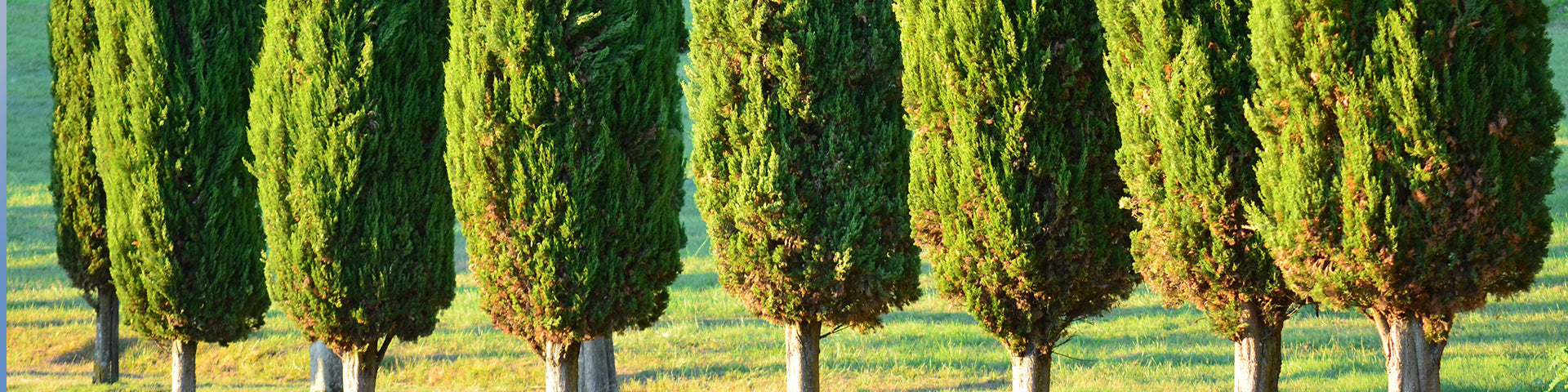 Row of conifers banner