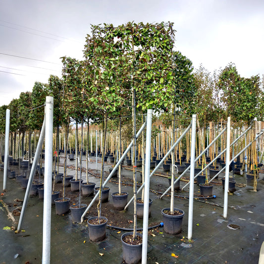Pleached Elaeagnus × ebbingei Tree