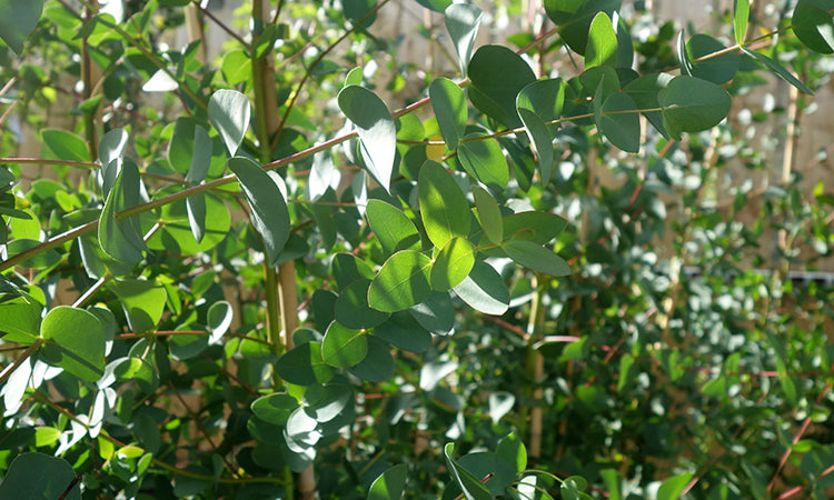 Eucalyptus banner