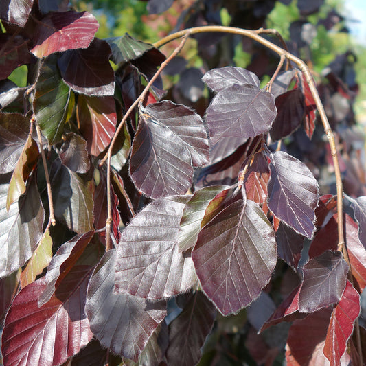 Fagus sylvatica 'Purple Fountain' Weeping Beech