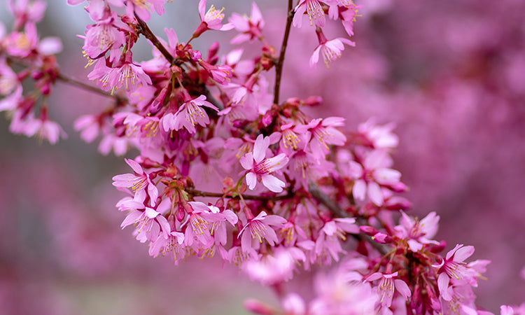 Flowering Cherry blossom tree in bloom