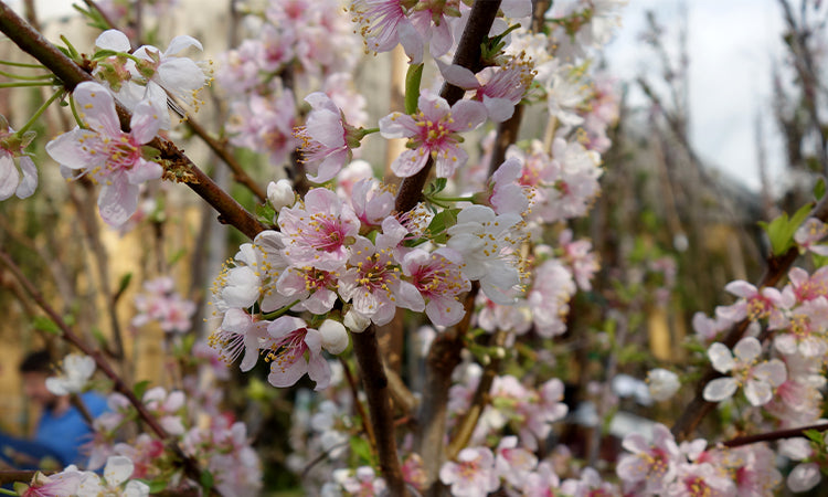 Cherry blossom for small garden