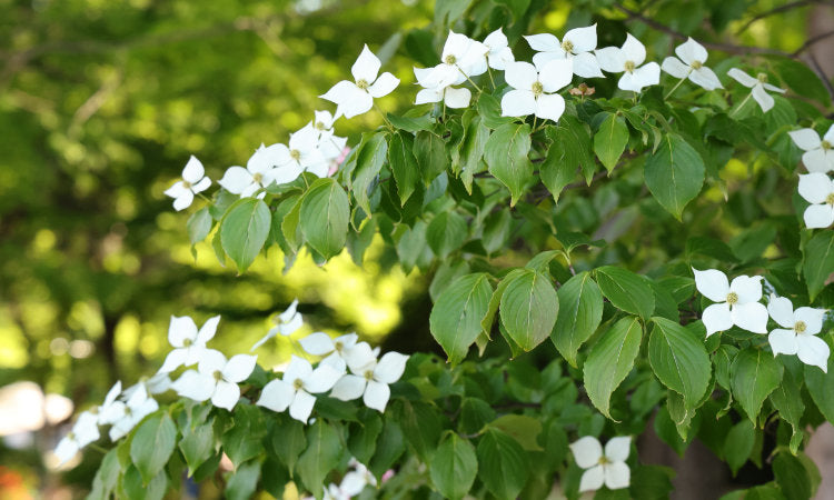 White flowering Dogwood Cornus