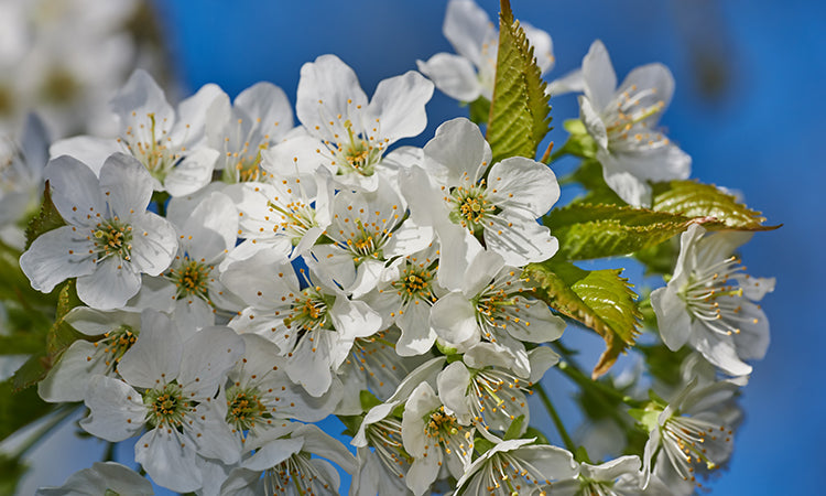 Flowering tree