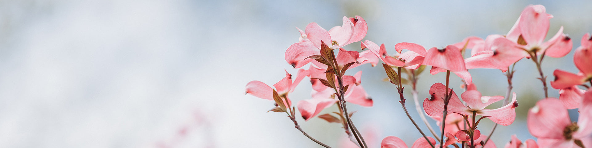 Flowering Dogwood tree