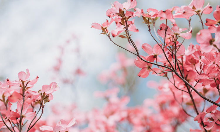 Flowering Dogwood tree