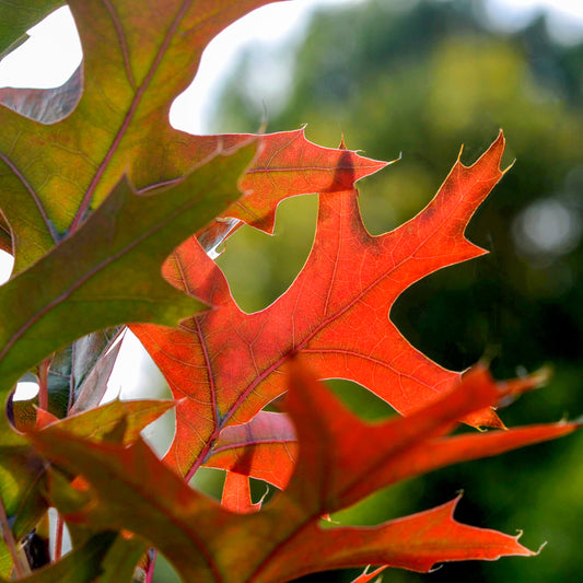 Quercus Green Pillar leaves