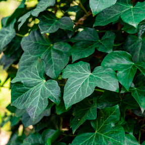 Green climber leaves