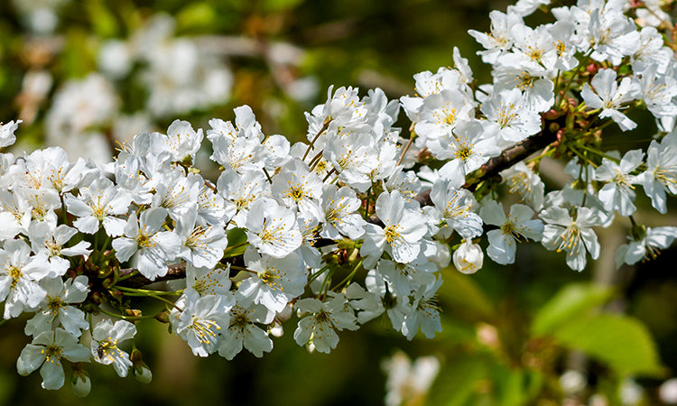 Flowering Hawthorn bannner