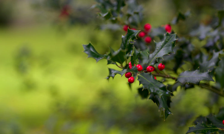 Holly tree branch with berries