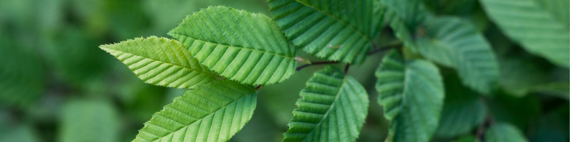 Hornbeam leaves banner