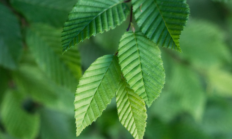 Hornbeam leaves banner