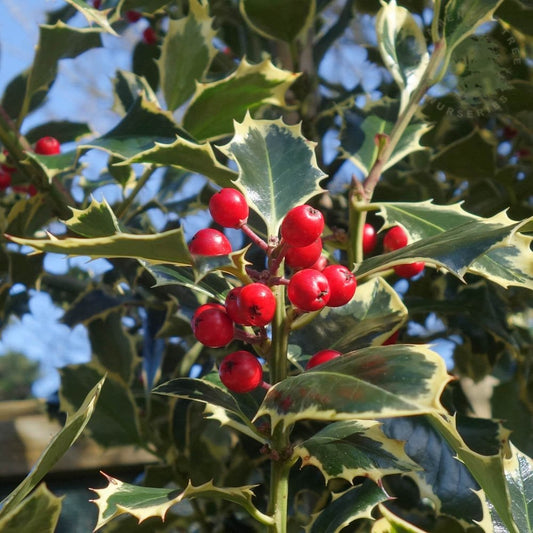 Ilex aquifolium 'Argentea Marginata' with variegated leaves & red berries