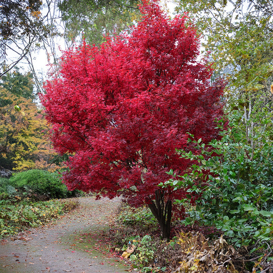 Acer palmatum Skeeter's Broom Japanese Maple