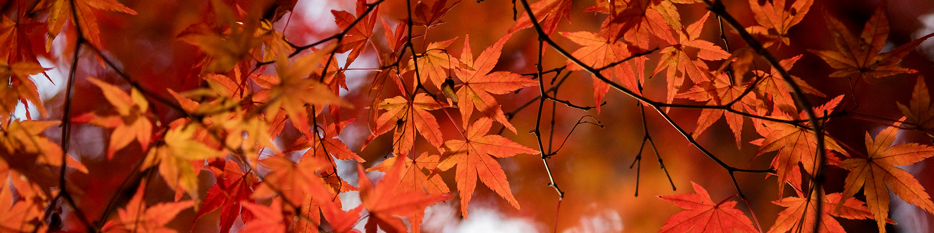 Japanese Maple banner
