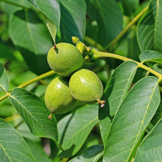 Juglans regia Walnut tree