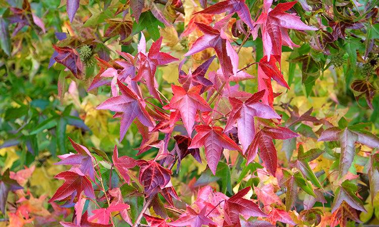 Liguidambar Sweet Gum tree