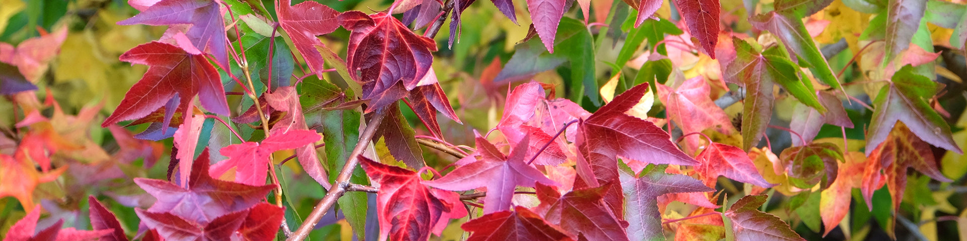 Liquidambar Sweet Gum tree banner
