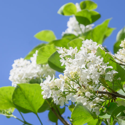 Madame Lemoine flowers