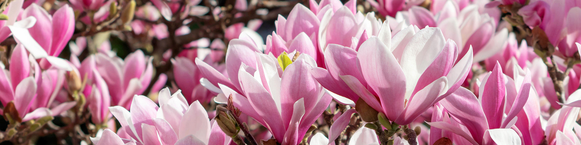 Magnolia flowers in sunlight