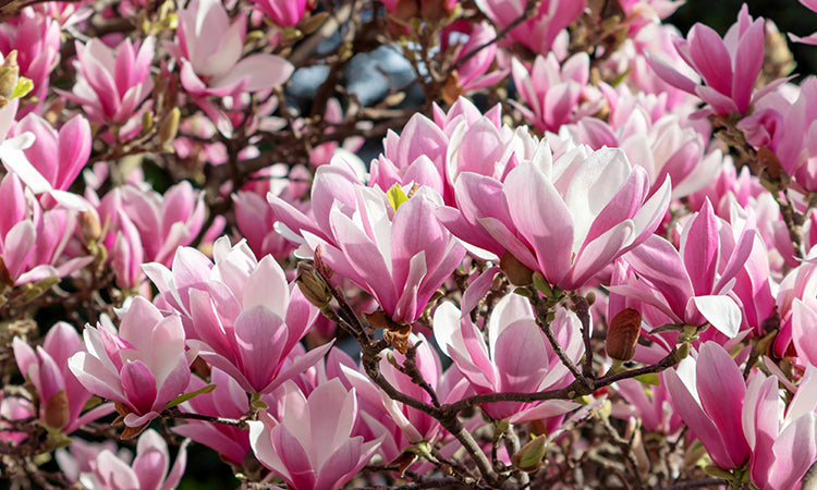 Magnolia flowers in sunlight